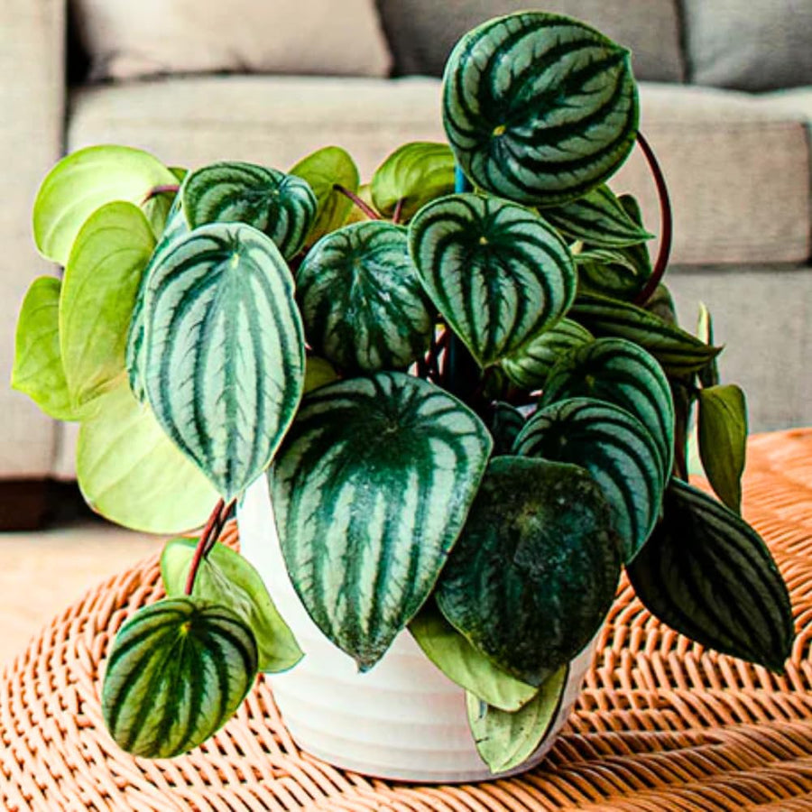 Peperomia Live Plant in 4" Pot, Easy-Care Indoor Trailing Houseplant Succulent Live (Watermelon Peperomia)