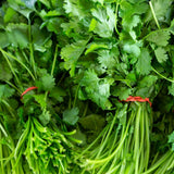 Pack 500 Cilantro Seeds for Planting Outdoor, Cilantro Herb Seeds for Outdoor Gardens, Fast Growing Herb