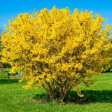 Lynwood Gold Forsythia Plant, Forsythia Plant Live, Quart Pot, 6-10 Inches Tall, Yellow Forsythia Shrubs Live Plant for Planting