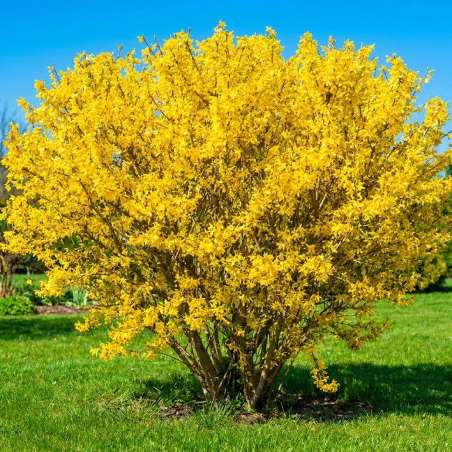 Lynwood Gold Forsythia Plant, Forsythia Plant Live, Quart Pot, 6-10 Inches Tall, Yellow Forsythia Shrubs Live Plant for Planting