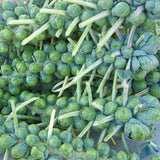 Pack 500+ Brussels Sprouts Seeds, Green Vegetable Seeds for Garden Planting