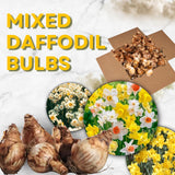 10 Random Daffodil Bulbs, Perennial Spring Flower, Narcissus Bulbs for Outdoor Garden