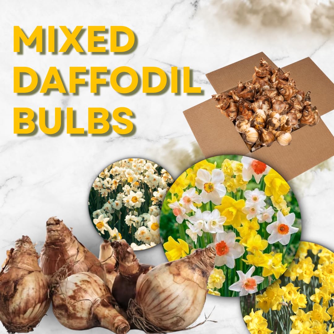 10 Random Daffodil Bulbs, Perennial Spring Flower, Narcissus Bulbs for Outdoor Garden