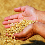 2 Lbs Rye Cover Crop Seeds for Planting, Rye Grass Seeds for Garden, Lawn, Outdoor Ground Cover, Easy to Plant