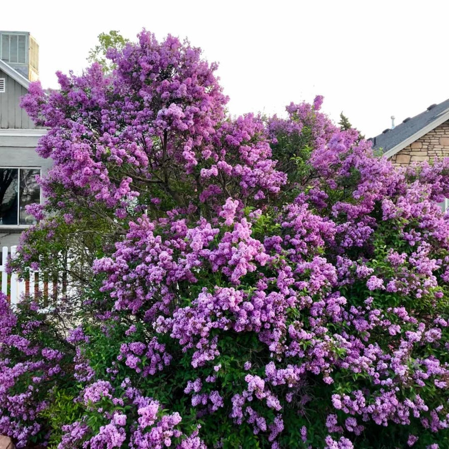 Vibrant Purple Lilac Bush Live Tree Plant, 1 Year Old Tree for Planting, 6 to 12 Inches in Tall, Hardy Shrub, Dormant in Winter
