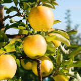 1 Apple Tree Live Plant for Planting, 2 Feet Height, Bareroot, Sweet Apple Plant Live for Planting Outdoor, Apple Fruit Tree (Yellow Delicious Apple)