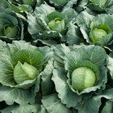 Pack 500 Cabbage Seeds for Garden Vegetable, Green Cabbage Seed, Ready for Planting in Zones 3 to 10