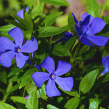 24 Periwinkle Plants Live for Planting, Vinca Plants Live for Planting, Vinca Minor Ground Cover Vine Bare Roots from 6 Inc Tall Garden