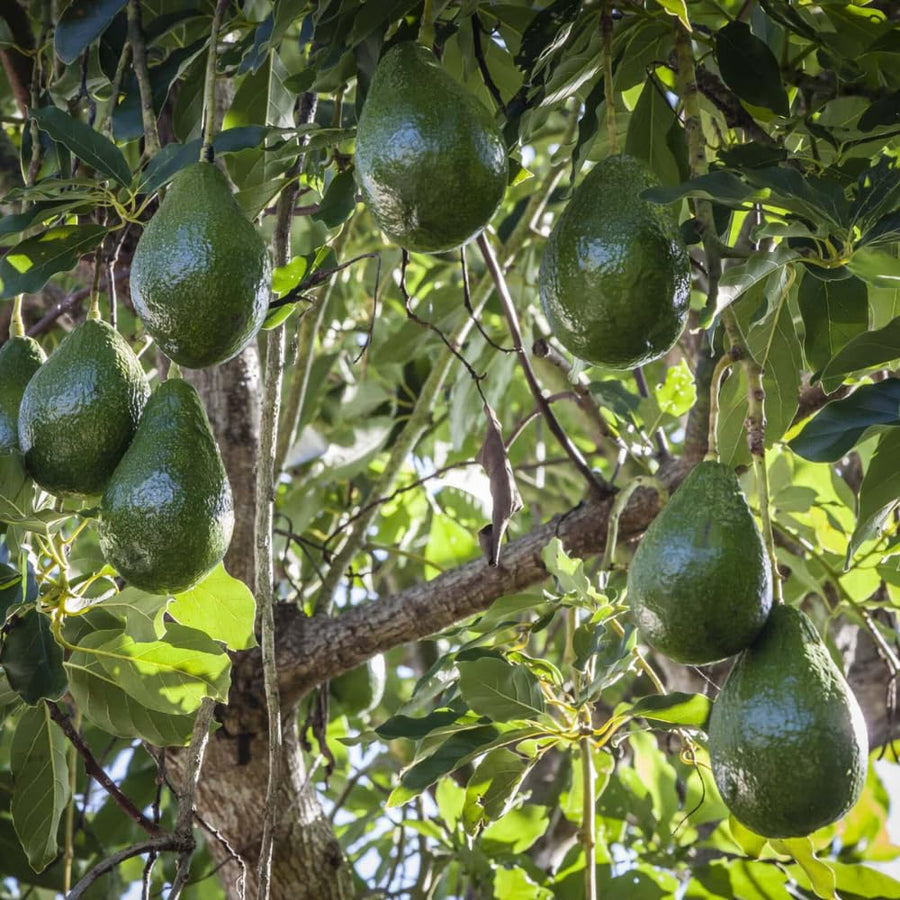 Live HASS Avocado Plant, 6-10” Tall, Fast Growing Avocado Tree Live for Home Garden or Container, Cold Hardy