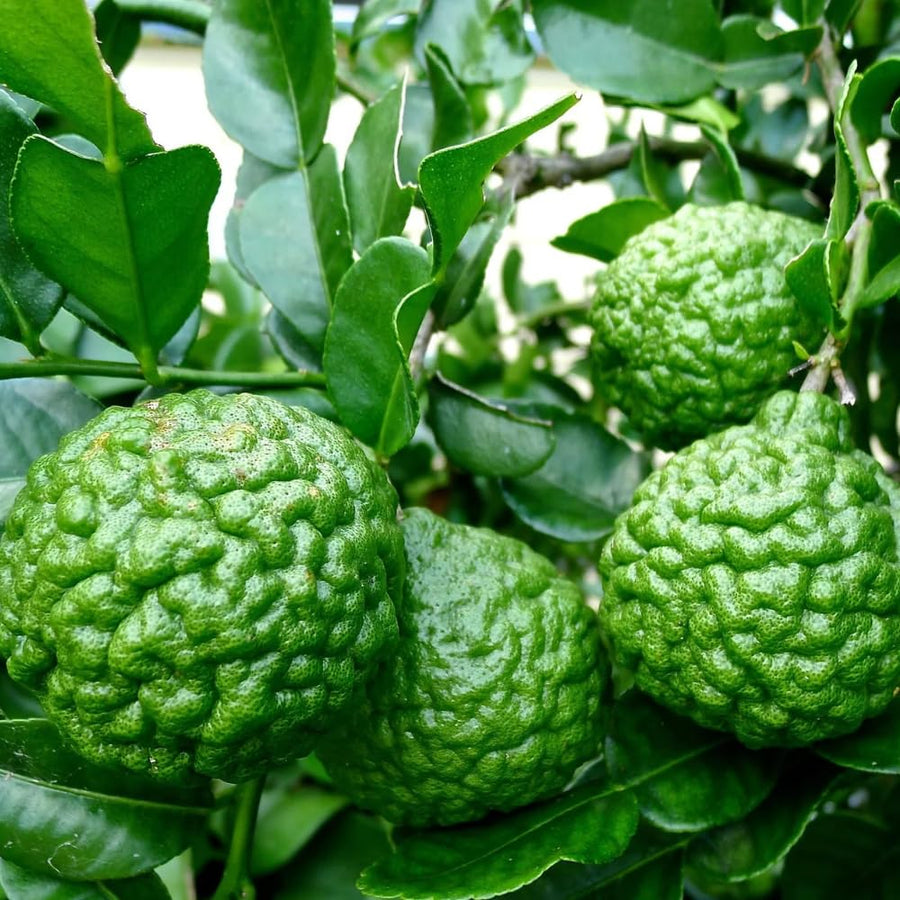 Grafted Green Lime Tree Live, 4 Feet Tall Citrus Plant for Outdoor or Container Growing, Fragrant Leaves and Fruit