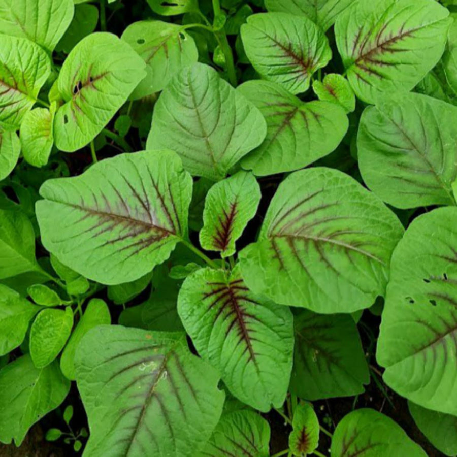 5000 Green Amaranth Seeds for Planting, Tricolor Vegetable Seeds for Garden, Fresh Amaranth Seed for Raised Beds, Containers or Outdoor Growing