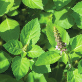 Holy Basil Plant, Herb Plant Seedlings, 4 Inches Pot, Green Basil Plant Pot Planting Outdoor