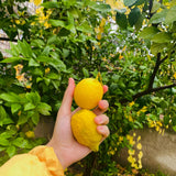 Live Lemon Tree Plant, Lemon Fruit Plant, Tropical Fruit Tree in 4 Inch Pot for Indoor or Outdoor Growing