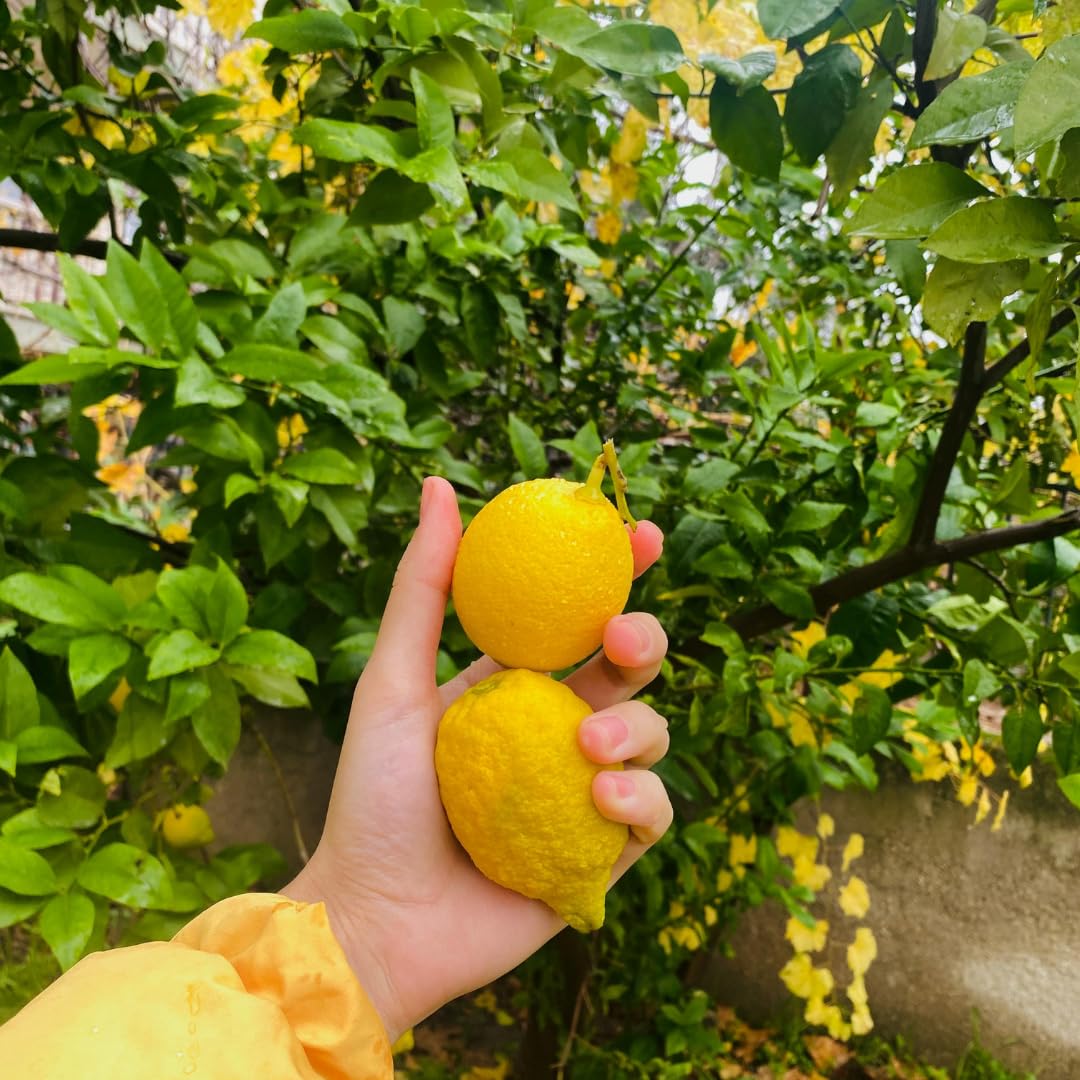 Live Lemon Tree Plant, Lemon Fruit Plant, Tropical Fruit Tree in 4 Inch Pot for Indoor or Outdoor Growing