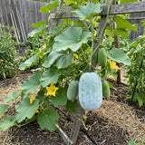 Winter Melon Live Plant, Winter Melon Vine, 4-6" Tall in 4 Inch Pot, Fast Growing, Large Green Fruit