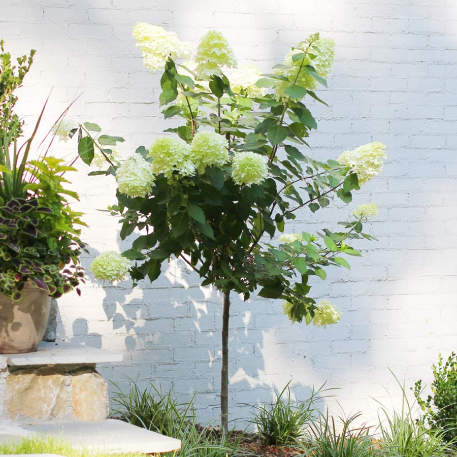 Lime Hydrangea Plant Live, in 2.5 Inch Pot, 6–12" Tall Cold Hardy Hydrangea Flowering Shrub