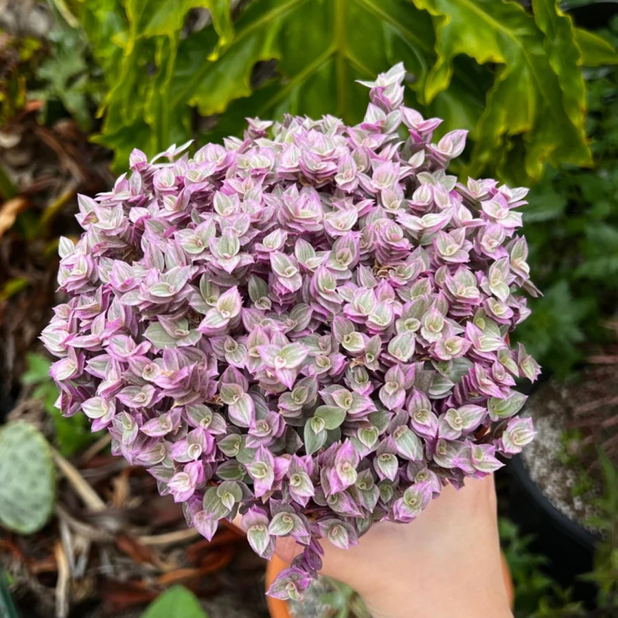 2 Pink Turtle Callisia Repens Live Plants, Creeping Tradescantia Callisia Repens Succulent Plants, Pink Lady Vine Trailing Indoor Houseplant in 2" Pot