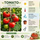 Tomato Cherry Red Plant Live, Vegetable Live Plant in 4'' Pot, 8-10 Inches Tall, Outdoor Growing