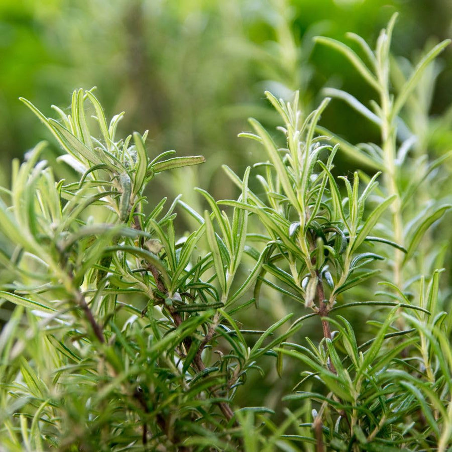 200 Rosemary Seeds, Herb Seeds for Planting in Garden