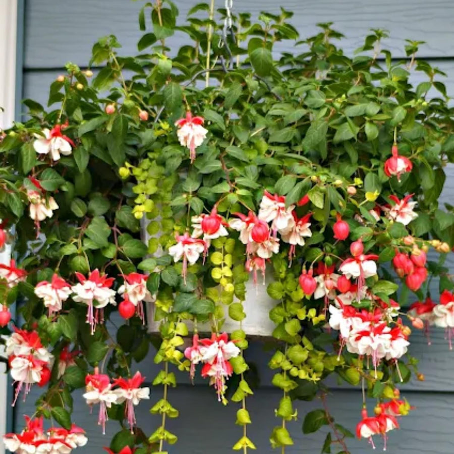 2 Fuchsia Flower Plants, Live White Red Fuchsia Plants Live Potted, 4 to 7 Inc Tall, 2 Live Plants