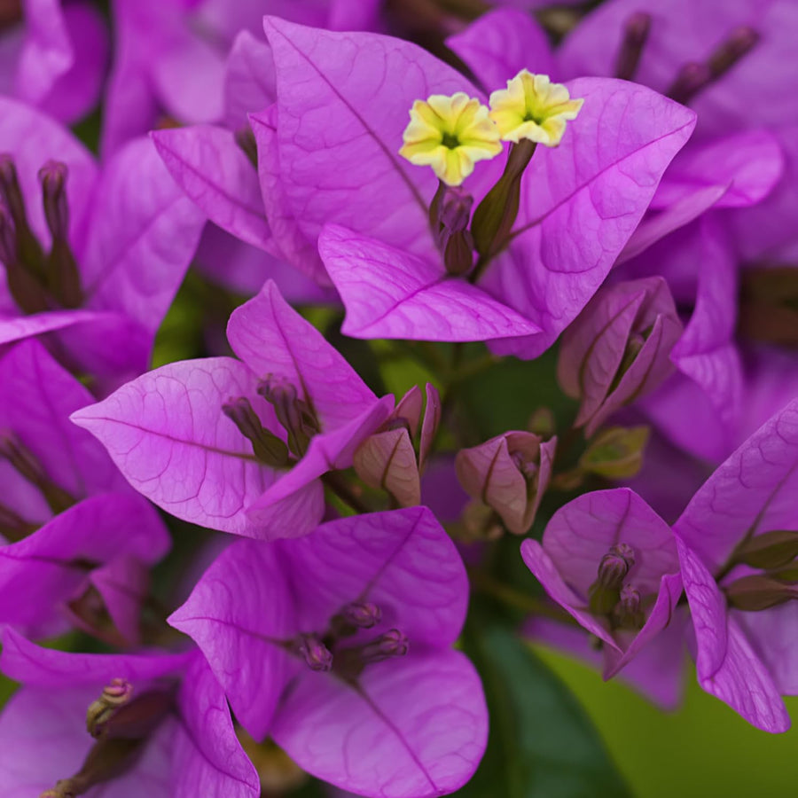 Bougainvillea Plants - Pack 2 Bougainvillea Flowering Plants - Starter from 4 to 6 Inches Tall Bareroot - Growing Outdoor (Purple)