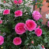 Magenta Mini Rose Plant Live, Miniature Rose Bush in 3" Pot, Indoor Outdoor Flowering Plant, Compact Live Rose for Gifts and Gardens