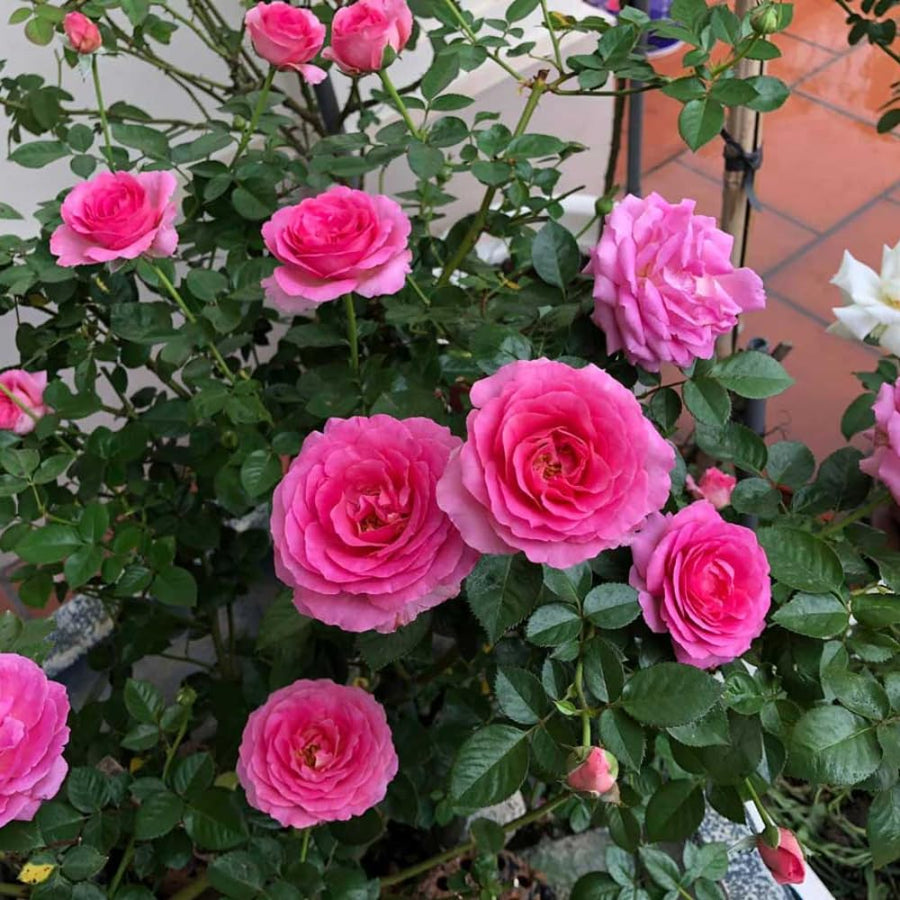 Magenta Mini Rose Plant Live, Miniature Rose Bush in 3" Pot, Indoor Outdoor Flowering Plant, Compact Live Rose for Gifts and Gardens