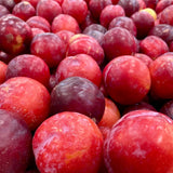 24 Live Plum Cuttings, 12–24 Inches Tall, Sweet Edible Fruit Rooted Cuttings, Ready to Grow, Suitable for Outdoor Planting