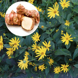 1 Lb Sunchoke Tubers, Jerusalem Artichoke for Planting, Hardy Perennial Tubers, Easy Grow, Outdoor Planting