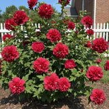 04 Althea Rose of Sharon Plants Live Trees, 1-2 Ft Dormant Bare Roots, Hardy Hibiscus Flowering Shrub, Vibrant Outdoor Spring Planting, Fast-Growing Perennial (Red)