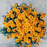 Chrysanthemum Plants Live Tree Well Rooted, 4 to 6 Inches Tall, Mums Plants Live, 2 Plants for The Patio and Garden (Orange)