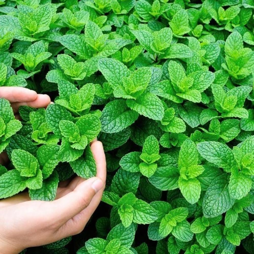 Mojito Mint Live Plant, Well Rooted Mint Herb in 3.5 Inch Pot, Gardens and Containers Growing