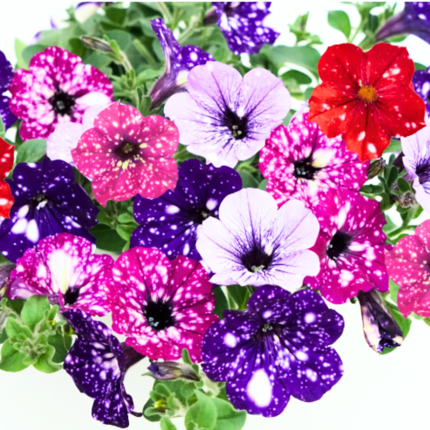 2 Petunia Live Plants, Petunia Flowers, Live Petunias Plants Outdoor Indoor, 5-9 Inch Tall (Random Sky Petunia)