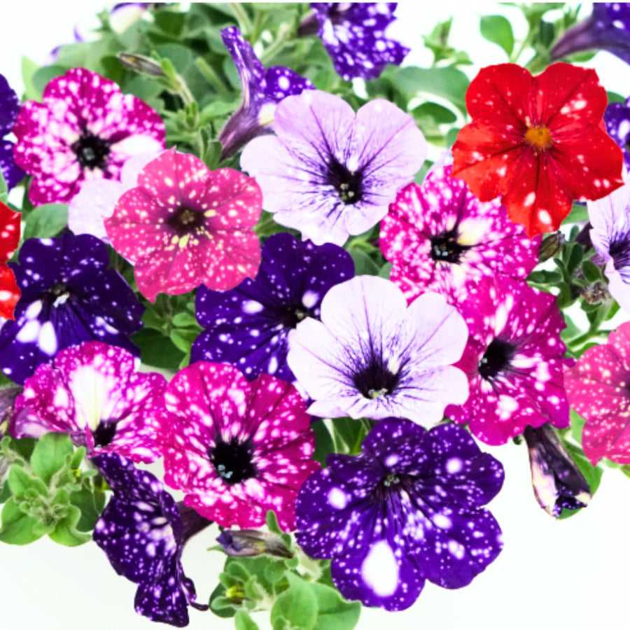 2 Petunia Plants Live, Vibrant Flowering Seedlings, 5-9 Inches Tall for Outdoor Spaces, Petunia Flowers (Random Sky Petunia Plant)