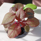 5000 Red Amaranth Seeds for Planting, Tricolor Vegetable Seeds for Garden, Fresh Amaranth Seed for Raised Beds, Containers or Outdoor Growing