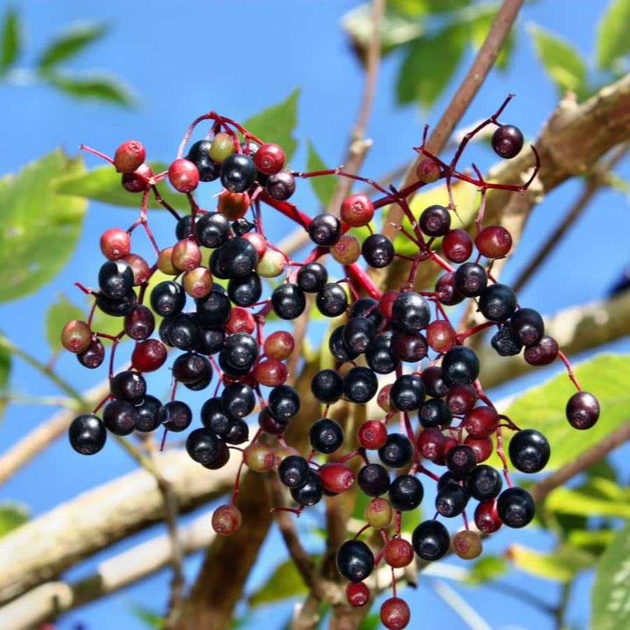 Sweet Black Elderberry Plant Live, 1.5 to 2.5 Feet Tall in 1 Gallon Pot, Hardy Fruit-Producing Shrub for Outdoor Planting