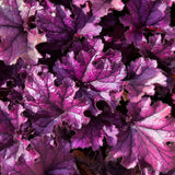 Purple Heuchera Live Plant, Coral Bells Shrubs Perennial, Well Rooted Plants 4-7 Inch Tall