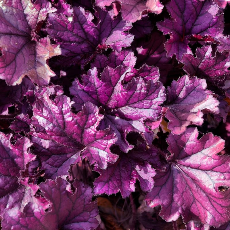 Purple Heuchera Live Plant, Coral Bells Shrubs Perennial, Well Rooted Plants 4-7 Inch Tall