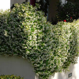 2 Jasmine Plants Live, Snow Jasmine Tree Live Plant Plugs Size, Fragrant White Flower, 2-3 Inches in Tall, No Pot, Fast-Growing