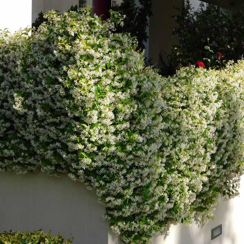 2 Jasmine Plants Live, Snow Jasmine Tree Live Plant Plugs Size, Fragrant White Flower, 2-3 Inches in Tall, No Pot, Fast-Growing