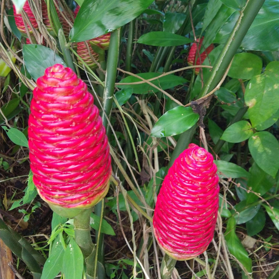 2 Awapuhi Shampoo Ginger Roots for Planting, Zingiber Zerumbet Pinecone Ginger Rhizomes, Fresh Ginger Rhizomes to Grow