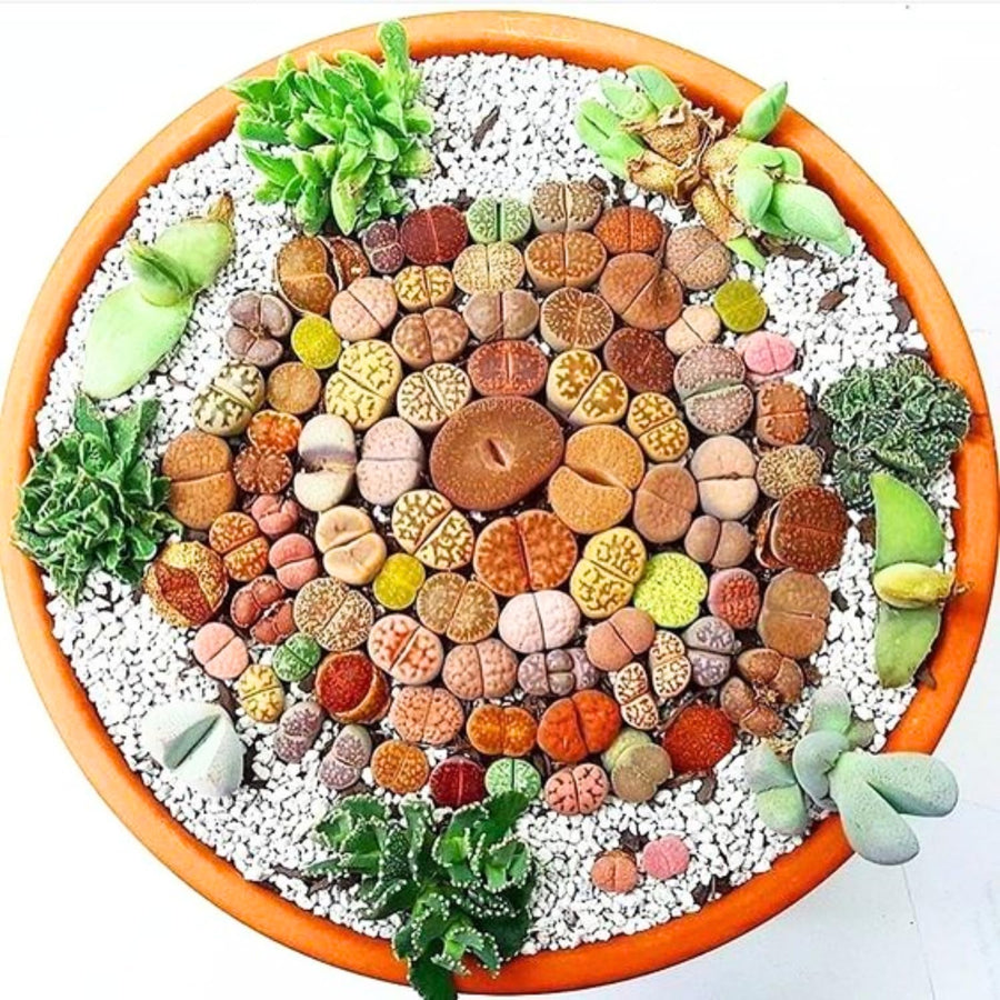 20 Multicolor Lithops Plants Live, Mix Lithops Succulents Plants Live, Rare Living Stones Indoor Outdoor Plant, Bare Root Without Pot and Soil