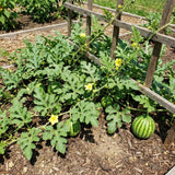 Set 100 Sugar Watermelon Seeds for Planting, Sweet Watermelon Fruit Plant, Sweet Melon Seed for Outdoor Gardening