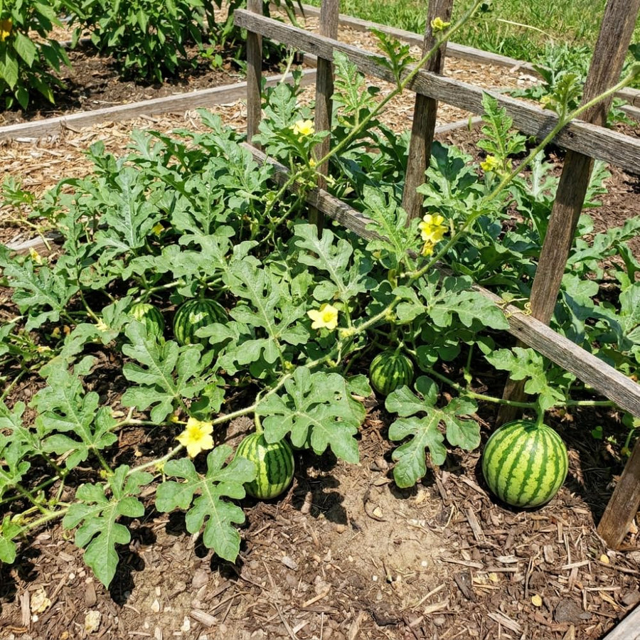 Set 100 Sugar Watermelon Seeds for Planting, Sweet Watermelon Fruit Plant, Sweet Melon Seed for Outdoor Gardening