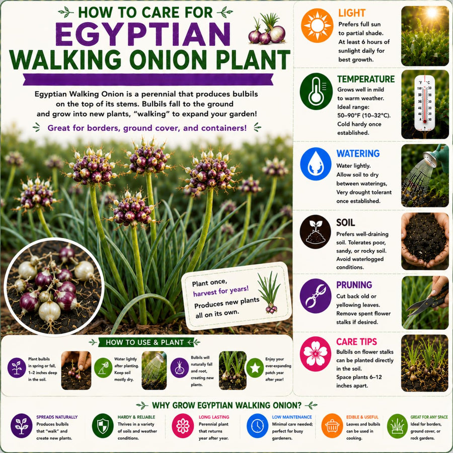 Set 5 Egyptian Walking Onion Plants, 2 Year Old Live Perennial Vegetable