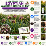 Set 5 Egyptian Walking Onion Plants Live, Heirloom Perennial Plant