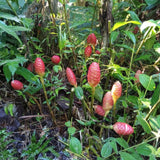 8 Shampoo Ginger Roots, Awapuhi Zingiber Zerumbet Pinecone Ginger Rhizomes, Fresh Ginger Lily Plant, Large Size