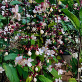 Smithianum Wallichii Clerodendrum Plants Live, Trailing Light Bulb Flowering Vine, 4-8 Inch Tall, Ready to Plant Outdoor
