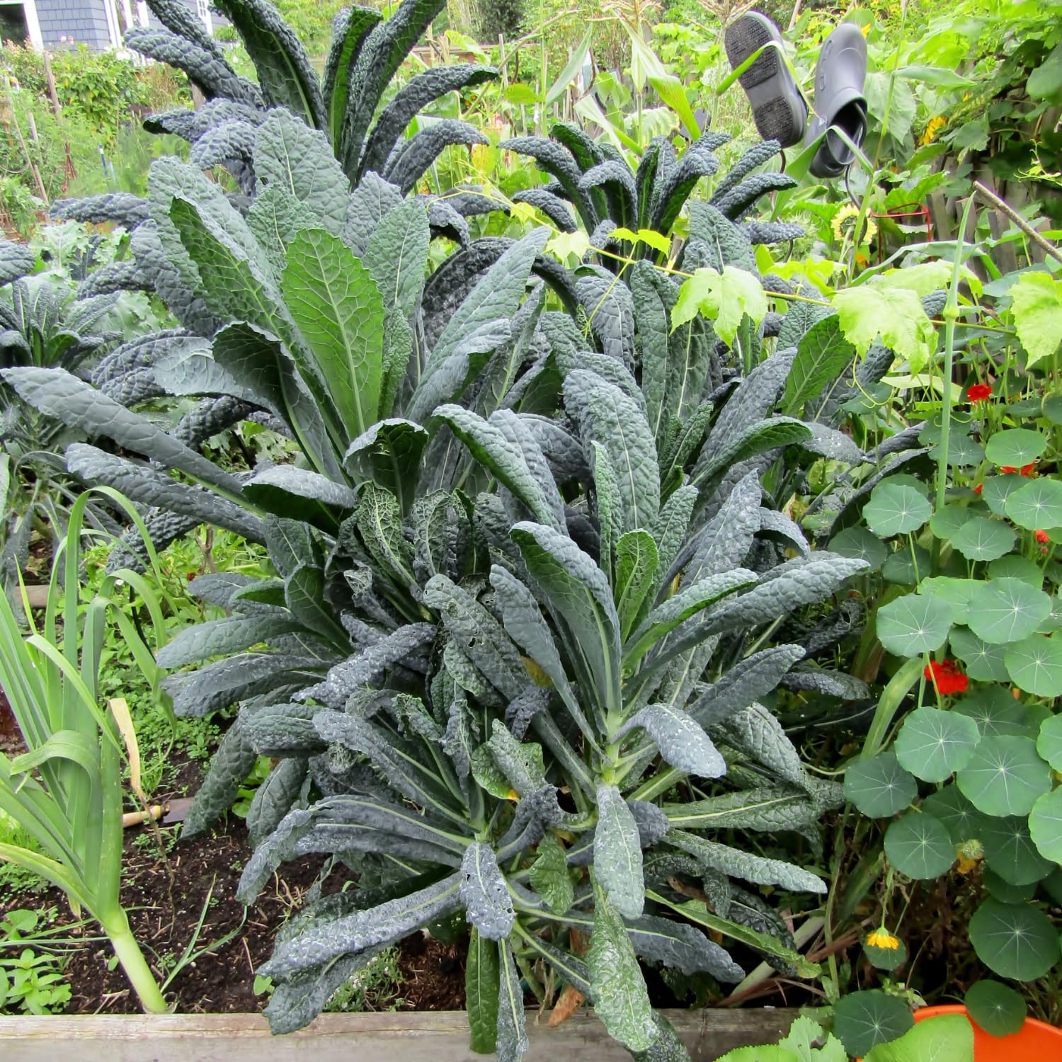 Blue Kale Live Plant in 4″ Pot, Well Rooted Kale Plants, Vegetable for Garden or Container Planting