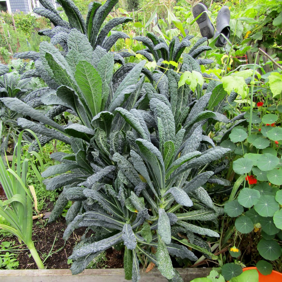Blue Kale Live Plant in 4″ Pot, Well Rooted Kale Plants, Vegetable for Garden or Container Planting